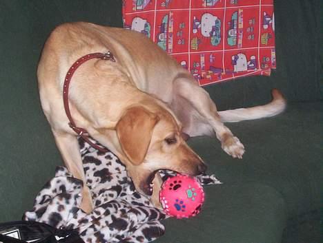 Labrador retriever Dina - Skal vi lege...? billede 6