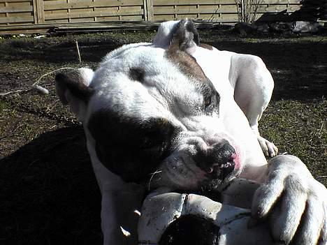 Amerikansk bulldog Tyson "Tiger".  CC  OMBRA billede 7