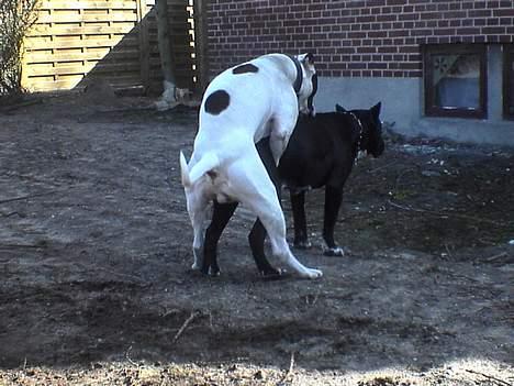 Amerikansk bulldog Tyson "Tiger".  CC  OMBRA billede 8