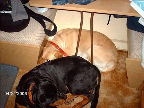 Labrador retriever Dina - Er taget på camping, men nu er det sove tid... billede 7