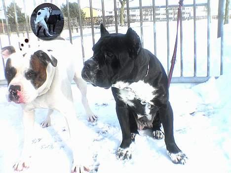 Amerikansk bulldog Tyson "Tiger".  CC  OMBRA billede 9