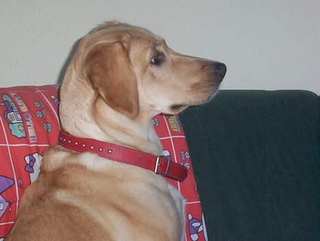 Labrador retriever Dina - Kast nu den bold.... billede 8