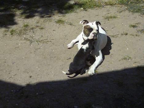 Amerikansk bulldog Tyson "Tiger".  CC  OMBRA billede 10