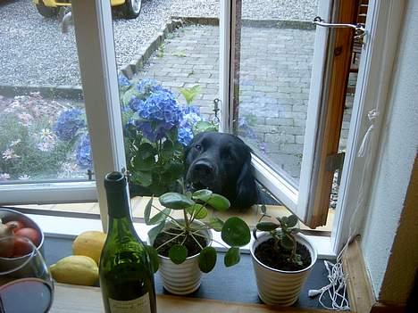 Blanding af racer Smutter - din lille tigge vovse..."helt ærlig jeg var sulten" IGEN billede 13