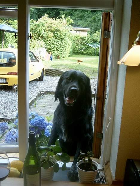 Blanding af racer Smutter - så nu er jeg ikke flink mere nu hopper jeg ind af vinduet og tager maden med storm hehe! billede 14