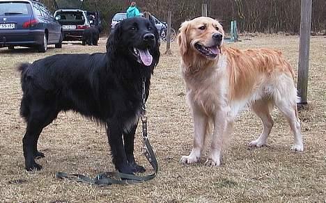 Blanding af racer Smutter - den lyse er skipper min bedste ven!!! billede 15