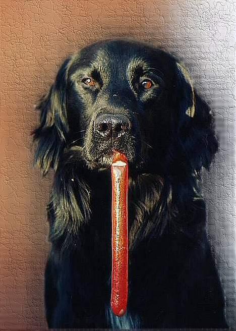 Blanding af racer Smutter - Lavet af en mig og smutter beundre det er en skøn rotweiler men smutter ser fantastisk ud på billede her ik ? Eva det gør jeg altid !!! billede 16