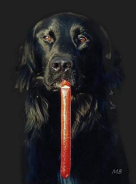 Blanding af racer Smutter - dette billede er lavet af den samme smukke rotweiler  og smutter du er jo smuk! ja det er jeg! billede 17