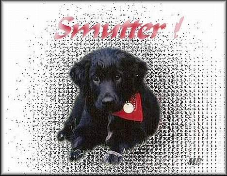 Blanding af racer Smutter - stadig lavet af den fantastiske rotweiler men på bllede her er jeg hvalp nååår hvor er jeg sød! billede 18