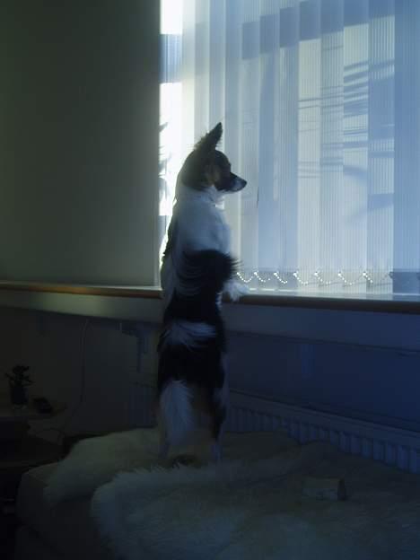 Papillon Tulle billede 13