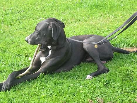 Grand danois Heman - WAA en pind!!! billede 1