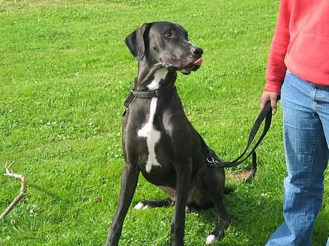 Grand danois Heman billede 2