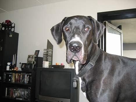 Grand danois Heman billede 3