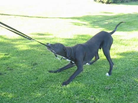 Grand danois Heman - Kom med den snor!! billede 4