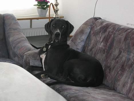 Grand danois Heman billede 5