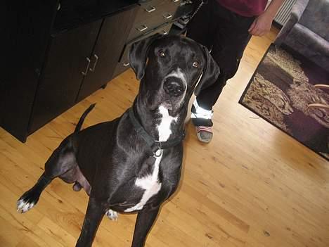 Grand danois Heman billede 6