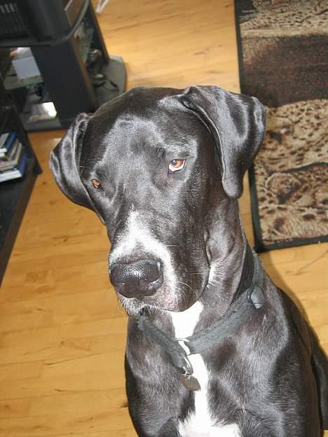 Grand danois Heman billede 7