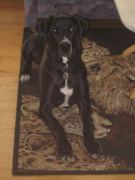 Grand danois Heman - JAJA nu gider jeg ikke de billeder mere.. billede 8