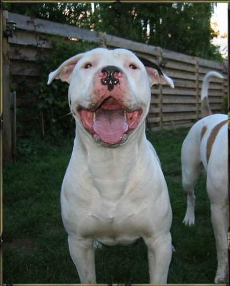 Blanding af racer Ice (Memory R.I.P.) billede 9