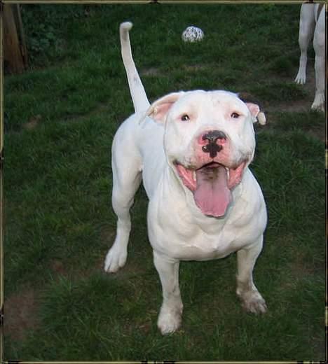 Blanding af racer Ice (Memory R.I.P.) billede 10