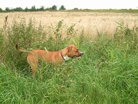 Amerikansk staffordshire terrier Arex - jeg elsker og være her ude.. billede 16