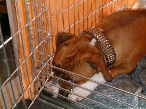 Amerikansk staffordshire terrier Arex - jeg er bare så glad for mit bur, men der er heller ikke nogen der lukker det.. billede 17