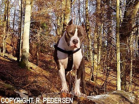 Amerikansk staffordshire terrier Gang-staff FunFun (R.I.P) billede 12