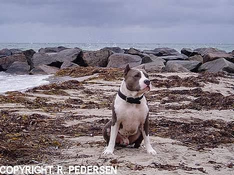 Amerikansk staffordshire terrier Gang-staff FunFun (R.I.P) billede 13