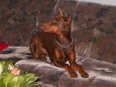 Dobermann Bimse billede 5