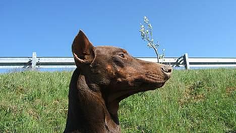 Dobermann Bimse - billede taget af den forrige ejer... billede 6