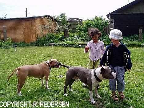 Amerikansk staffordshire terrier Gang-staff FunFun (R.I.P) billede 14