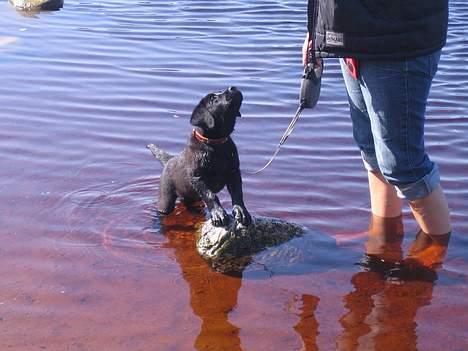 Labrador retriever Brårup´s Prins Pavlos - Giv mig, giv mig, giv mig... billede 17