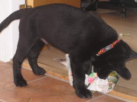 Labrador retriever Brårup´s Prins Pavlos - Den avis er vist ikke helt død.. billede 18