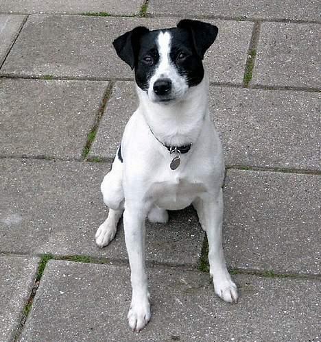 Dansk svensk gaardhund Bosco - Bosco billede 1