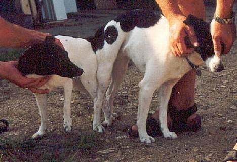 Dansk svensk gaardhund Bosco - perle får en ordenlig tur af Bosco billede 2