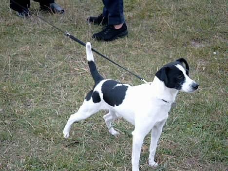 Dansk svensk gaardhund Bosco - bare snoren var lidt længere billede 5