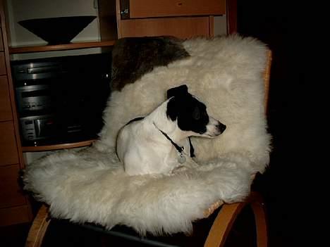 Dansk svensk gaardhund Bosco - er der ikke noget i tvét billede 6