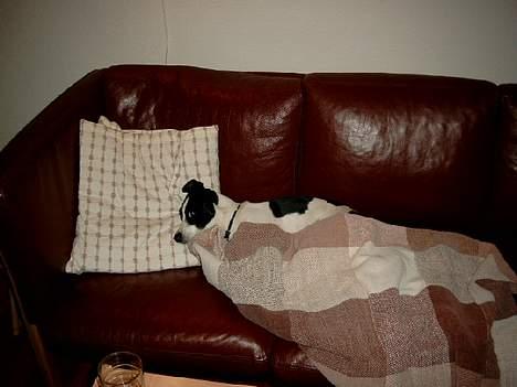 Dansk svensk gaardhund Bosco billede 7