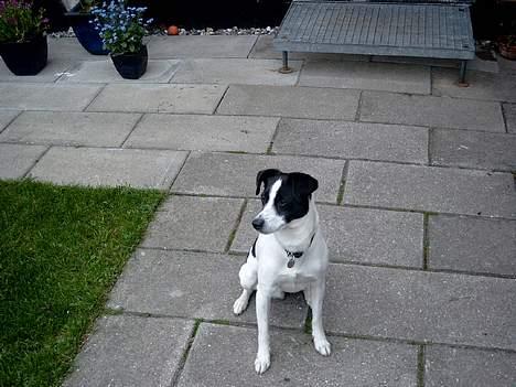 Dansk svensk gaardhund Bosco billede 8