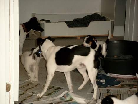 Dansk svensk gaardhund Bosco billede 9