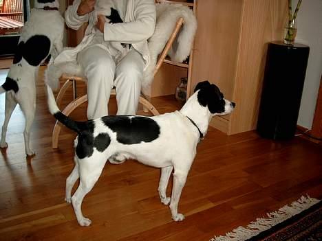 Dansk svensk gaardhund Bosco billede 11