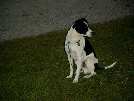 Dansk svensk gaardhund Bosco billede 12