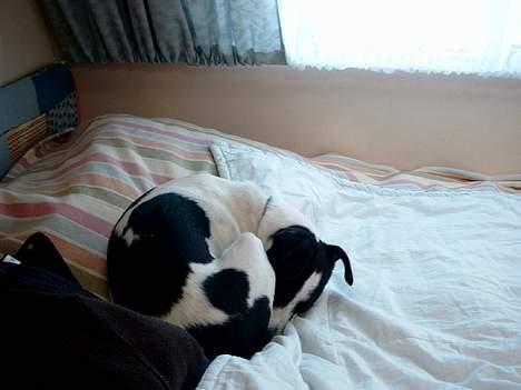 Dansk svensk gaardhund Bosco billede 13