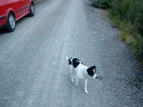 Dansk svensk gaardhund Bosco - Hvor skal jeg tisse billede 14