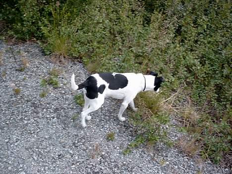 Dansk svensk gaardhund Bosco - Er der nogen mus her oppe på Nordkap billede 15