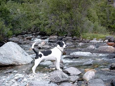 Dansk svensk gaardhund Bosco - Vandet ser koldt ud så jeg bliver her billede 16
