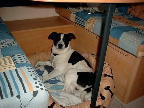 Dansk svensk gaardhund Bosco billede 17