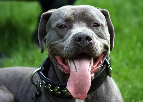 Amerikansk staffordshire terrier Tristan - Whos the king! billede 1