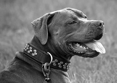 Amerikansk staffordshire terrier Tristan - Helt nyt billede 2