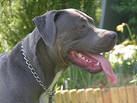 Amerikansk staffordshire terrier Tristan billede 3